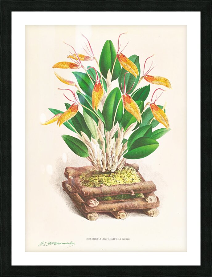 Restrepia antennifera Picture Frame print
