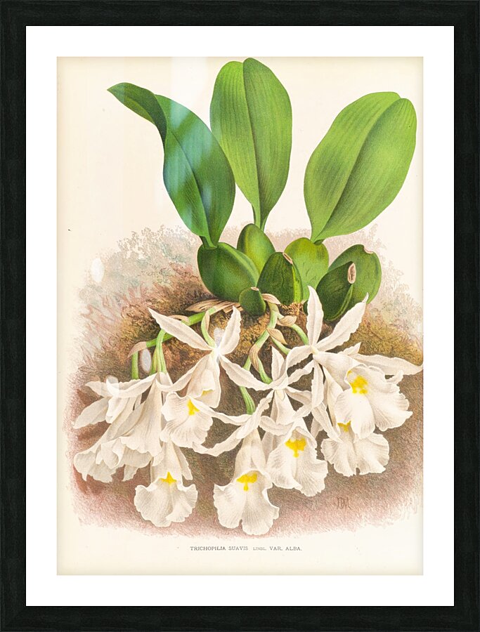 Trichopilia Suavis Picture Frame print