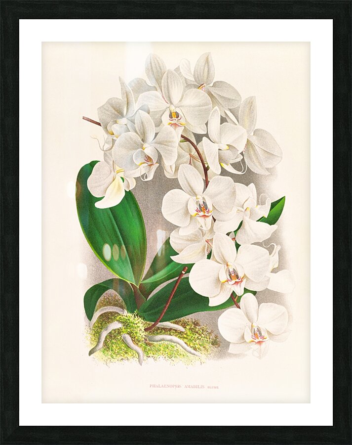 Phalaenopsis amabilis Picture Frame print