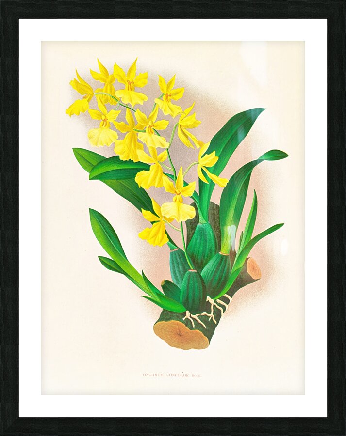Oncidium concolor Picture Frame print