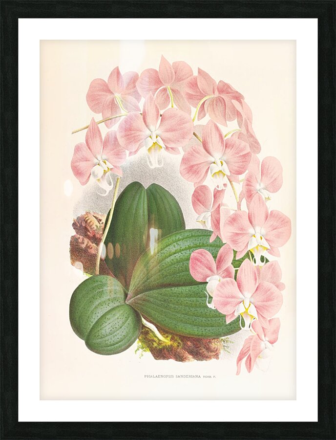 Phalaenopsis sanderiana Picture Frame print