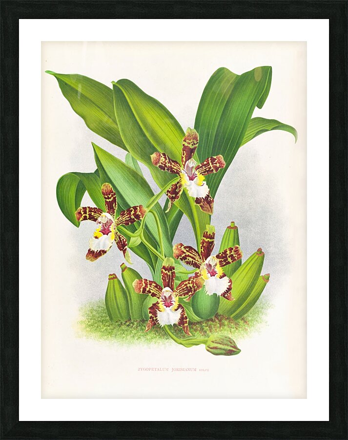 Zygopetalum jorisianum Picture Frame print