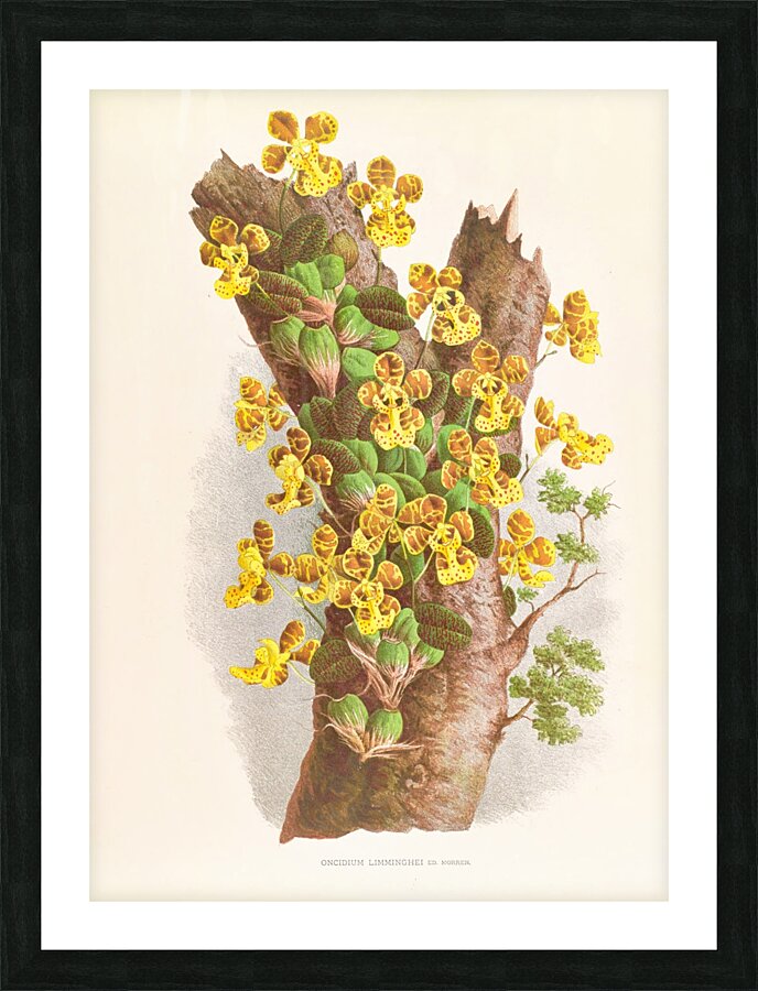 Oncidium Limminghei Picture Frame print