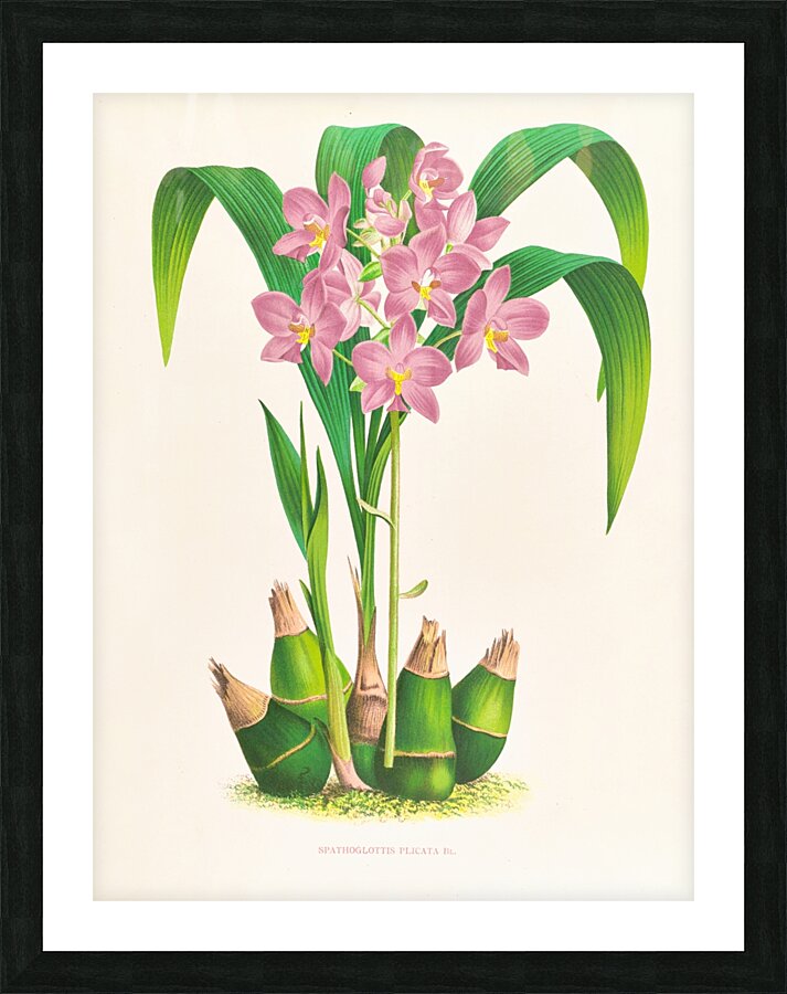 Spathoglottis plicata Picture Frame print