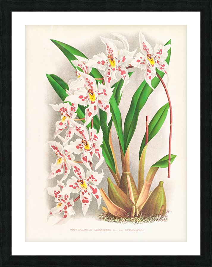 Odontoglossum alexandrae var cutsemianum Picture Frame print