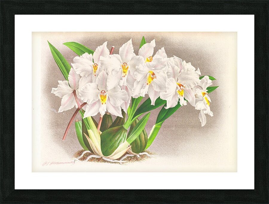 Odontoglossum alexandrae Picture Frame print
