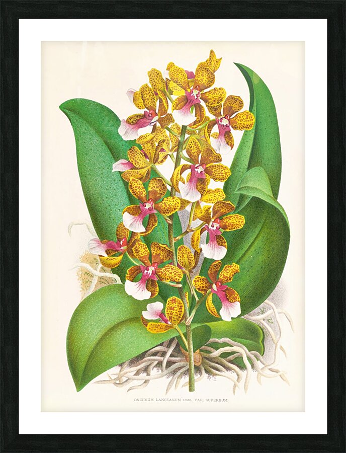 Oncidium Lannceanum Picture Frame print