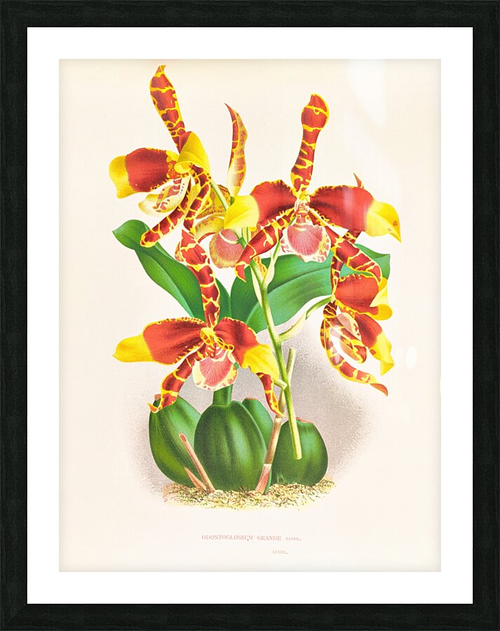 Odontoglossum grande Picture Frame print