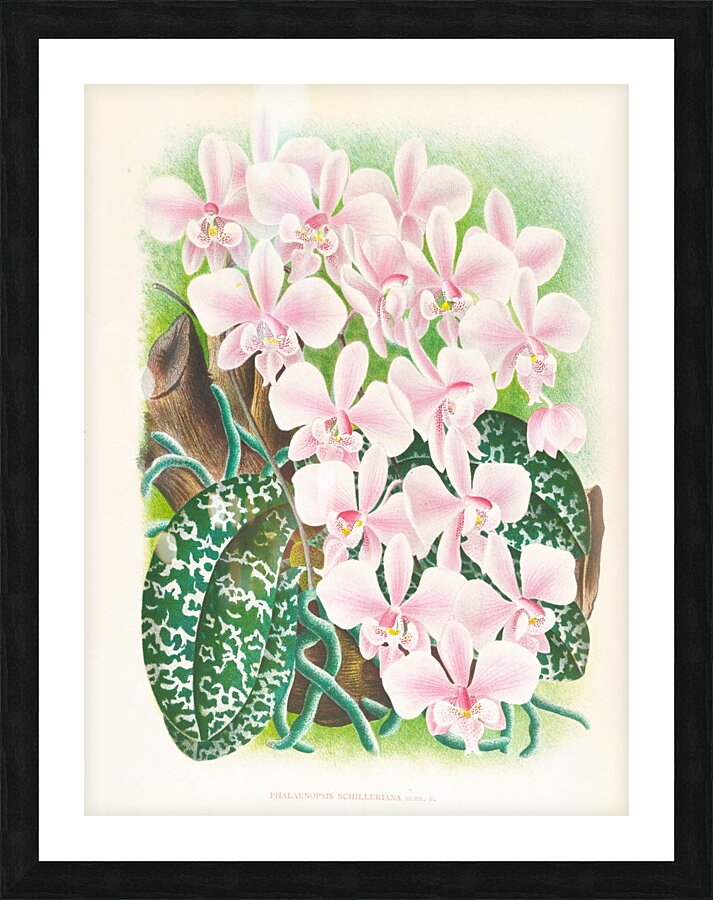 Phalaenopsis schilleriana Picture Frame print