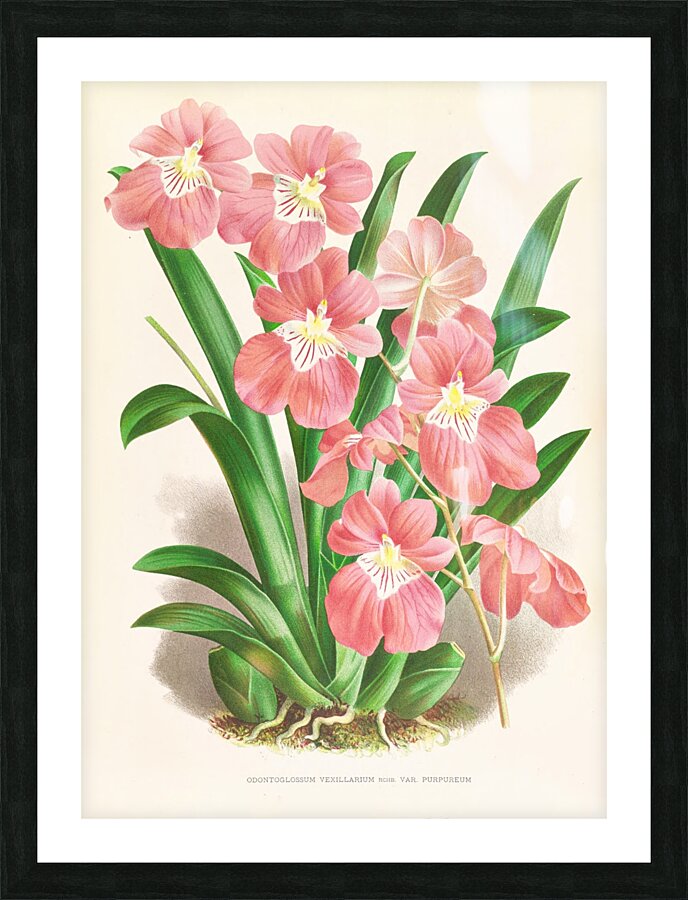 Odontoglossum Vexillarium Impression et Cadre photo