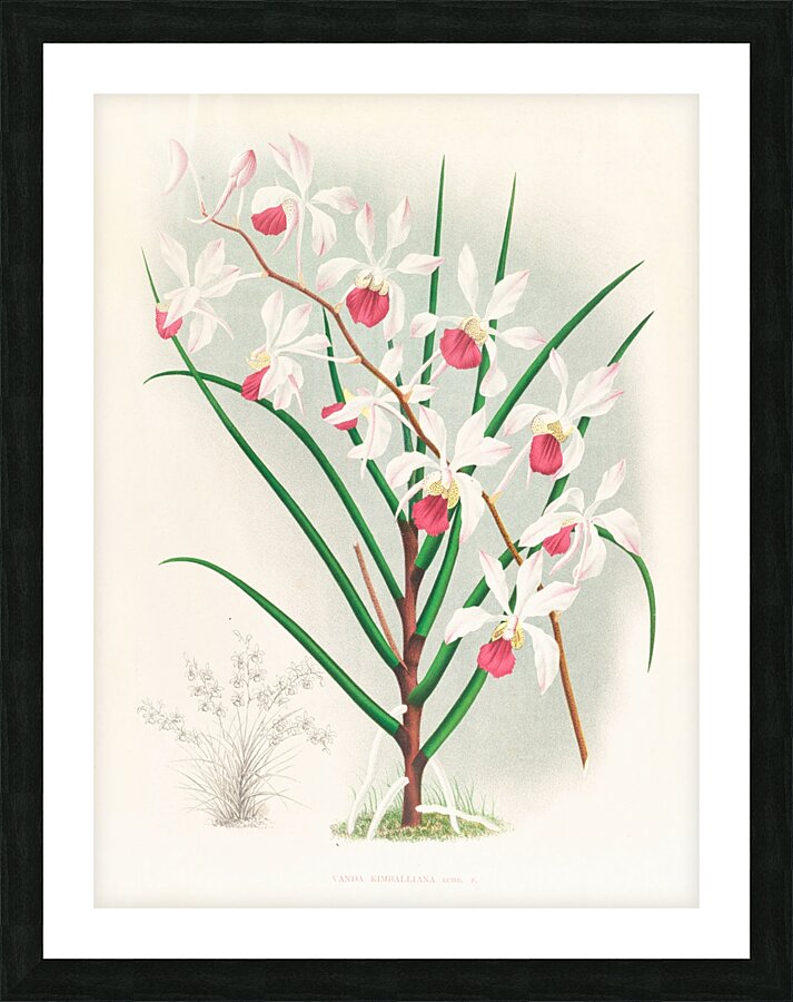 Vanda kimballiana Picture Frame print