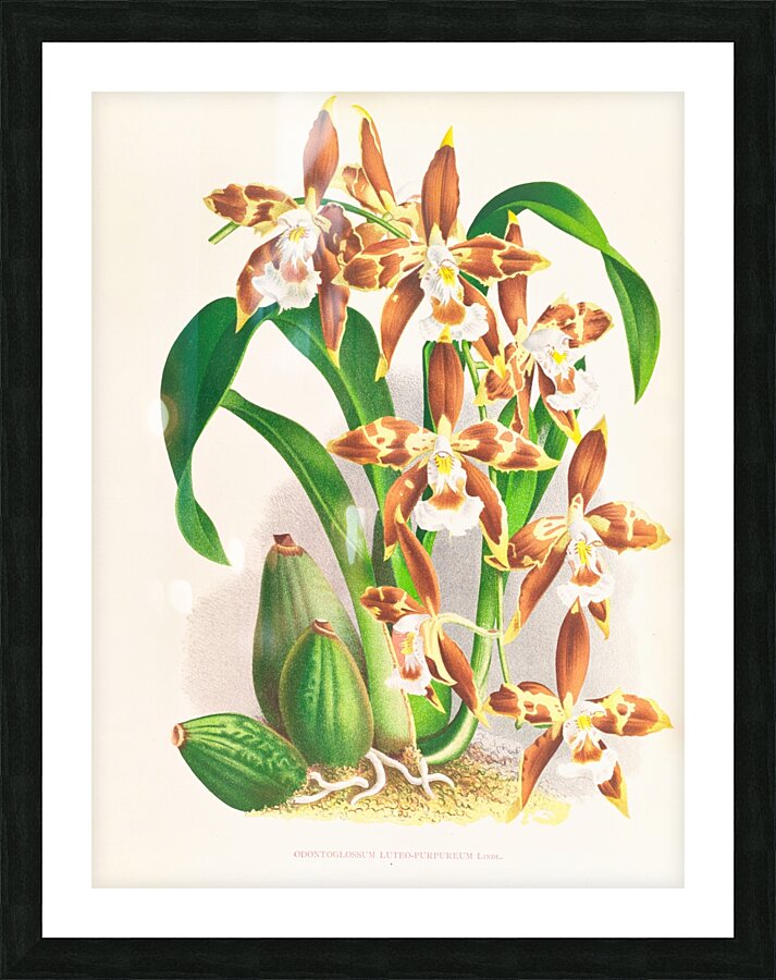 Odontoglossum luteo-purpureum Picture Frame print