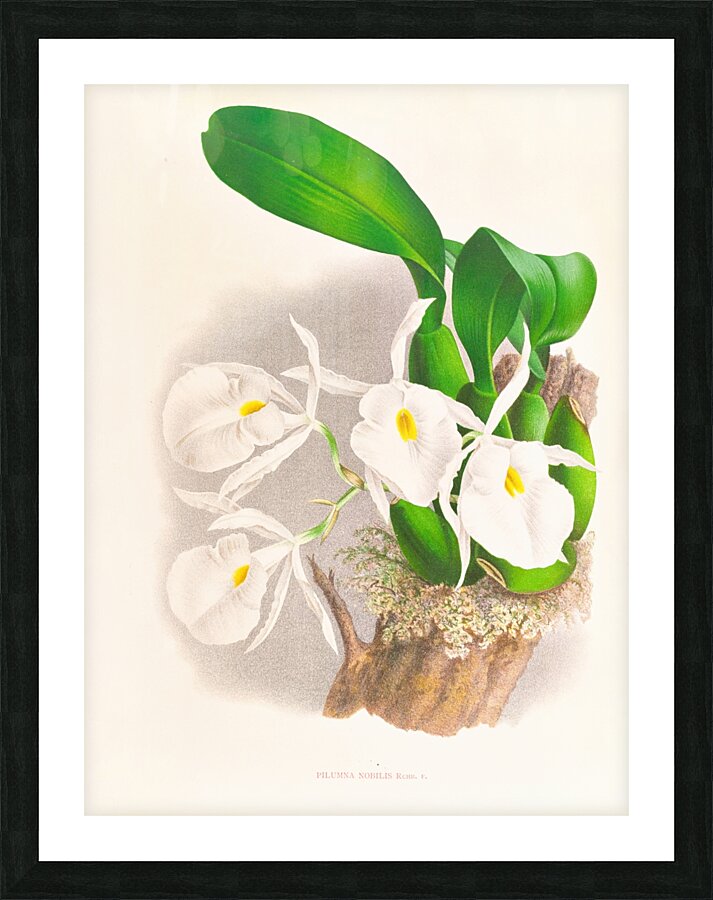 Pilumna nobilis Picture Frame print