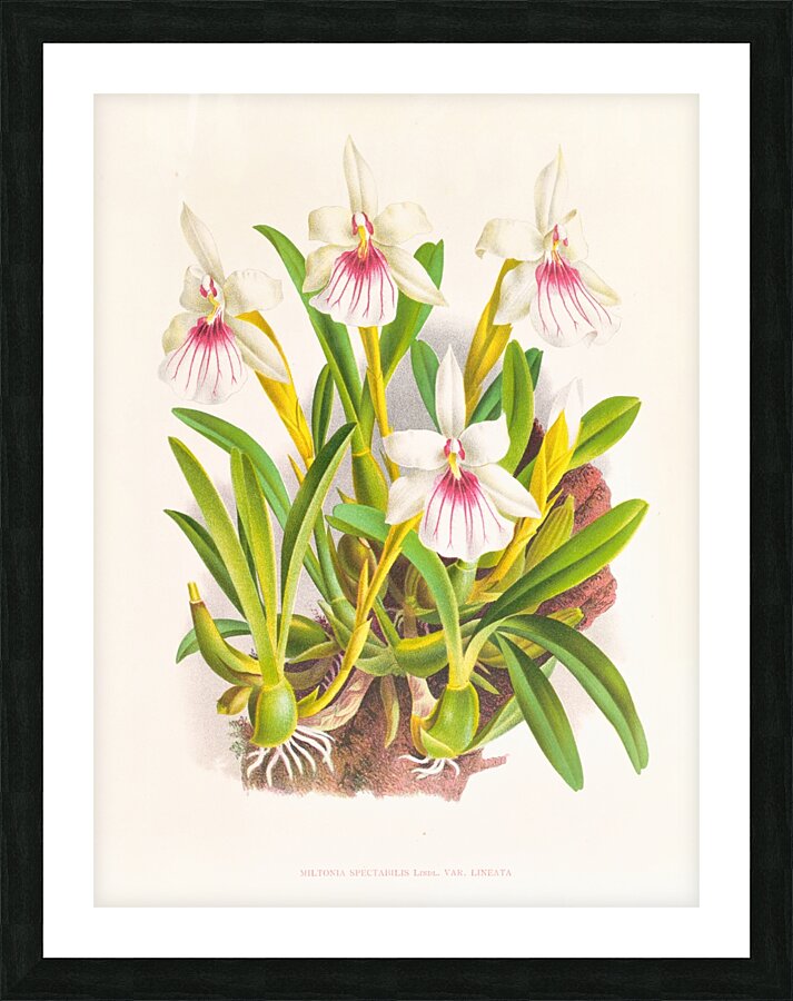 Miltonia spectabilis Picture Frame print