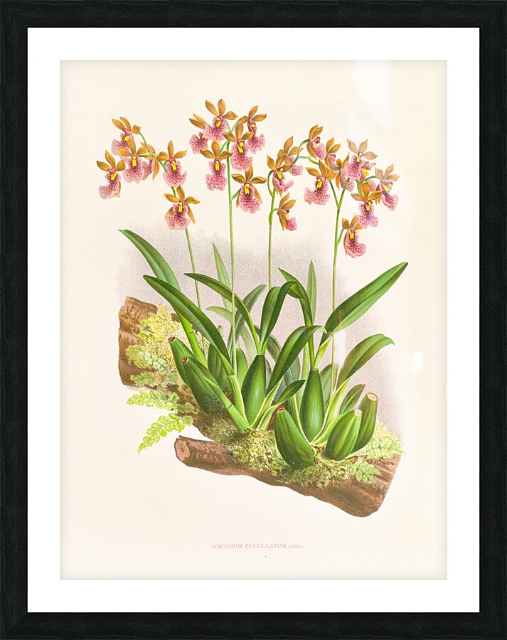 Oncidium cucullatum Picture Frame print