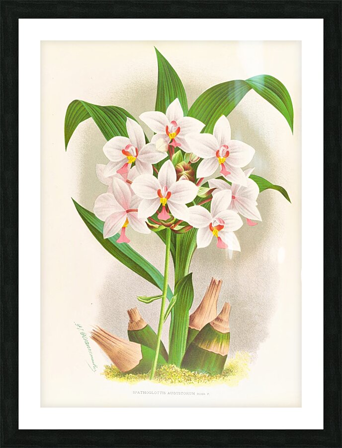 Spathoglottis Augustorum Picture Frame print