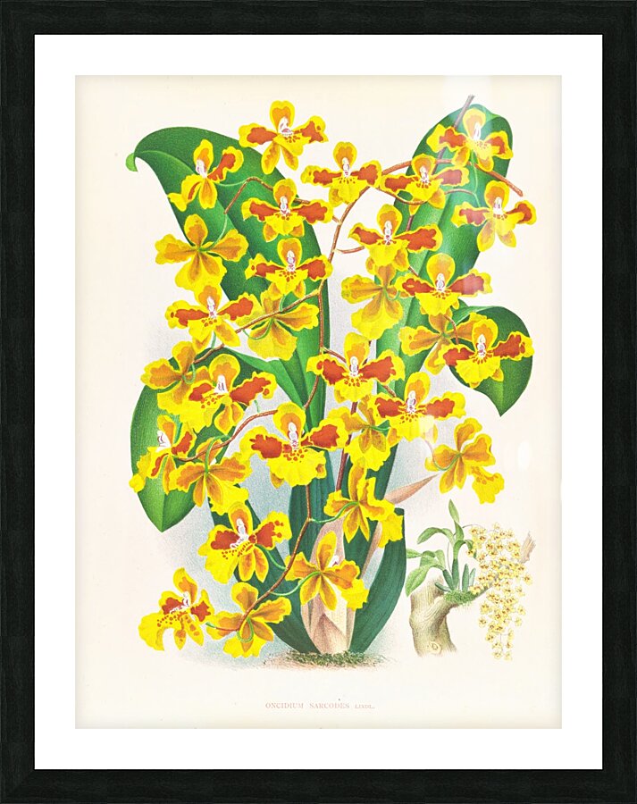 Oncidium sarcodes Picture Frame print