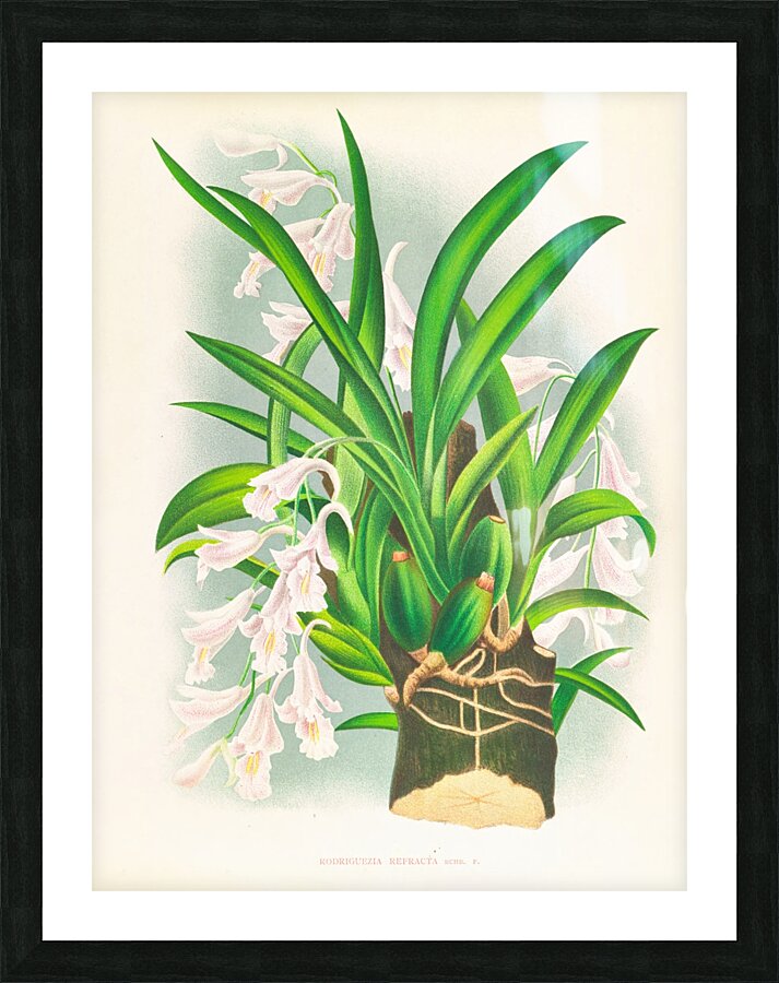 Rodriguezia refracta Picture Frame print