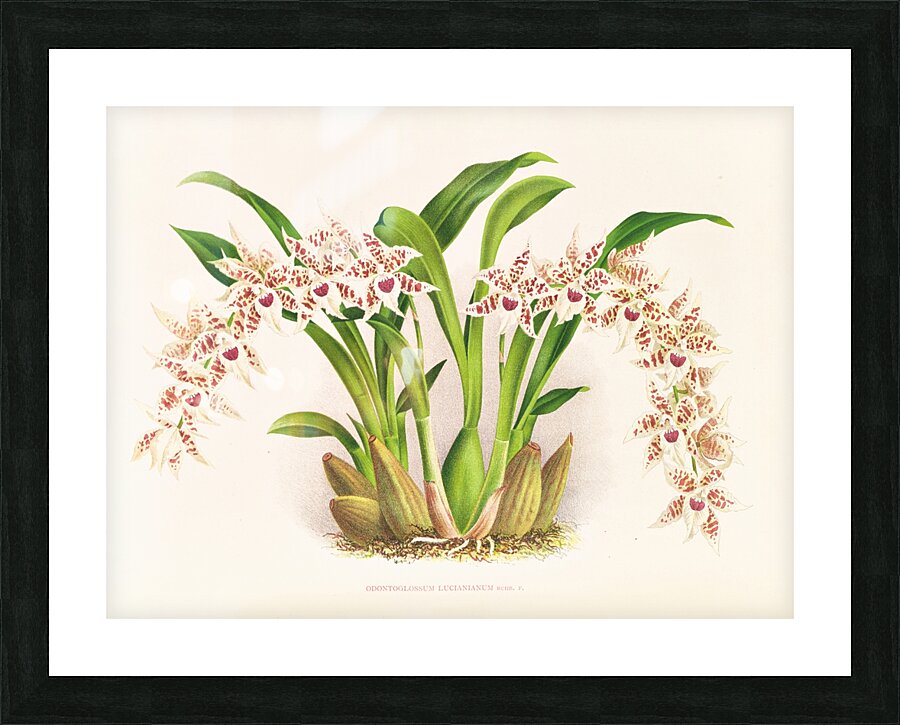 Odontoglossum lucianianum Picture Frame print
