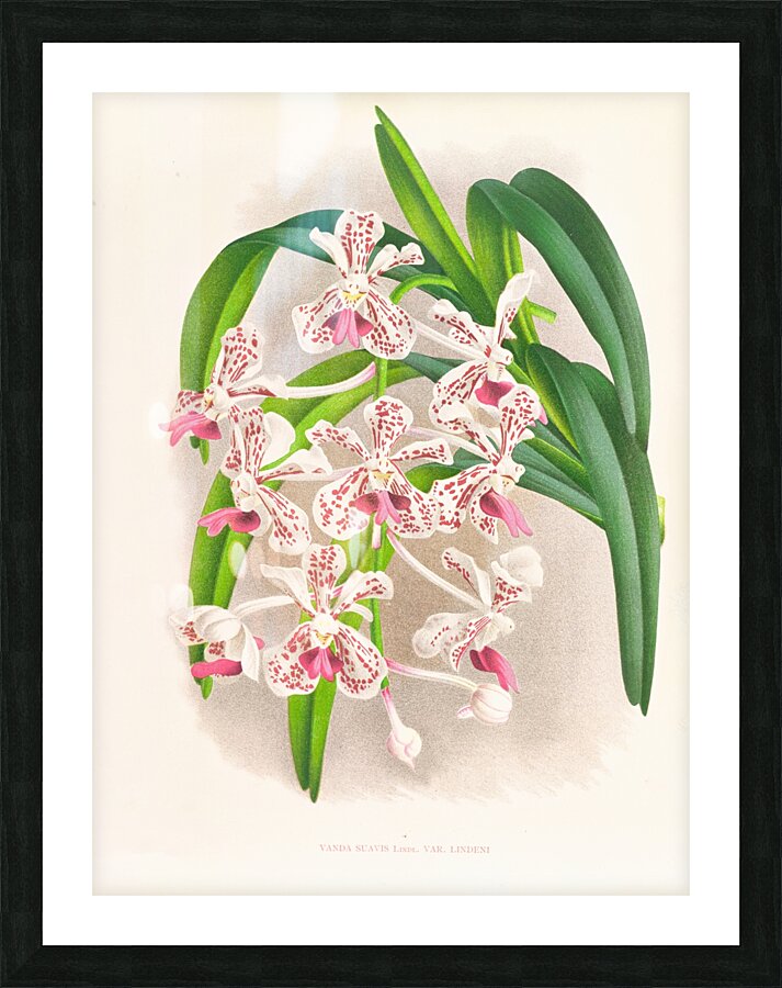 Vanda suavis Picture Frame print