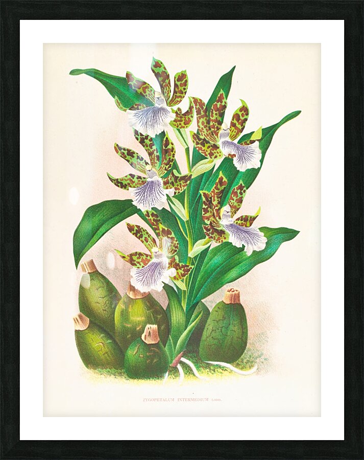 Zygopetalum intermedium Picture Frame print