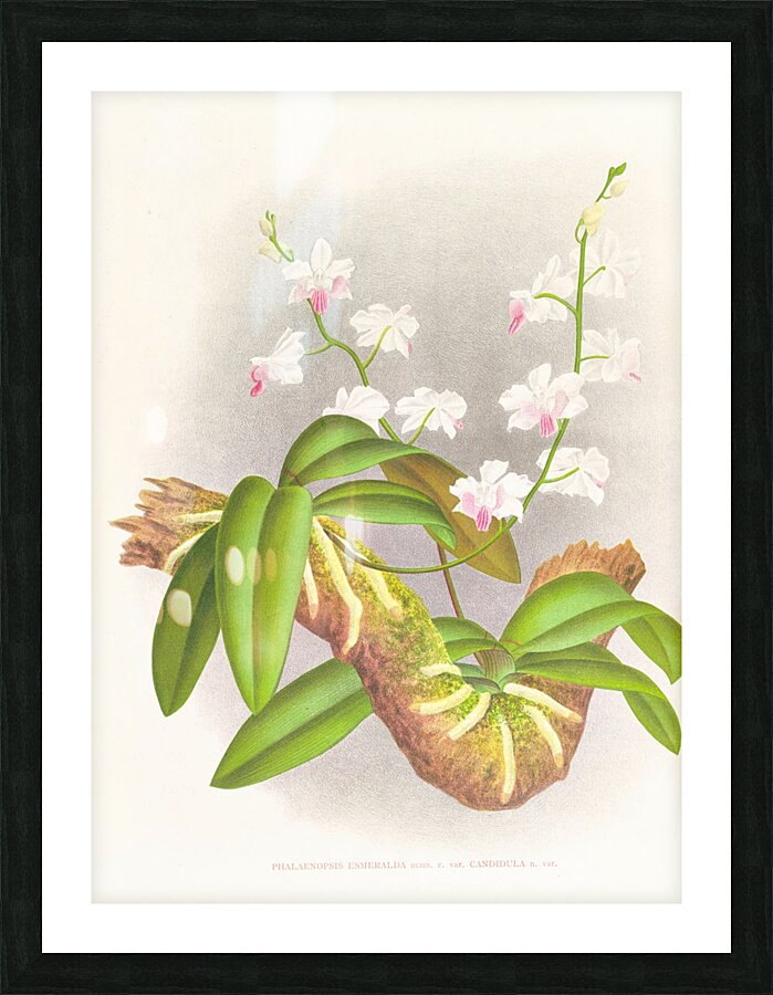 Phalaenopsis esmeralda var candidula Picture Frame print