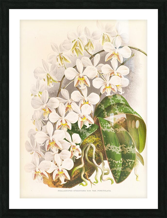 Phalaenopsis Stuartiana Picture Frame print