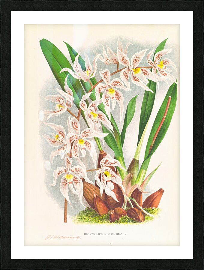Odontoglossum Ruckerianum Picture Frame print