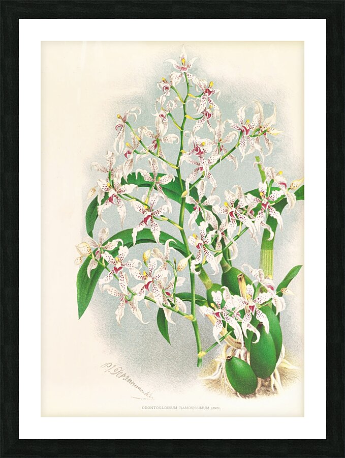 Odontoglossum ramosissimum Picture Frame print