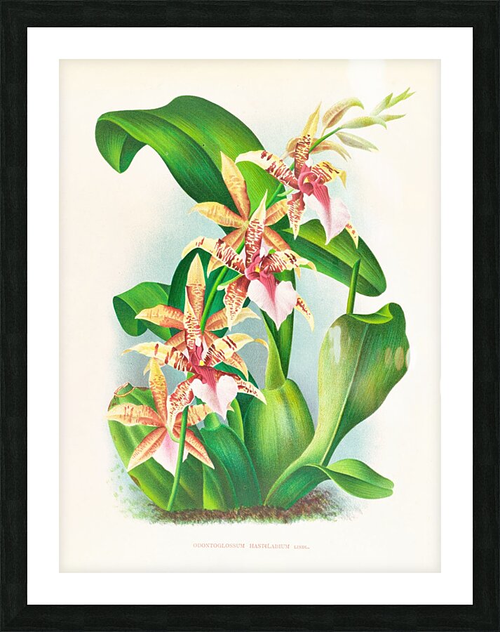 Odontoglossum Hastilabium Picture Frame print