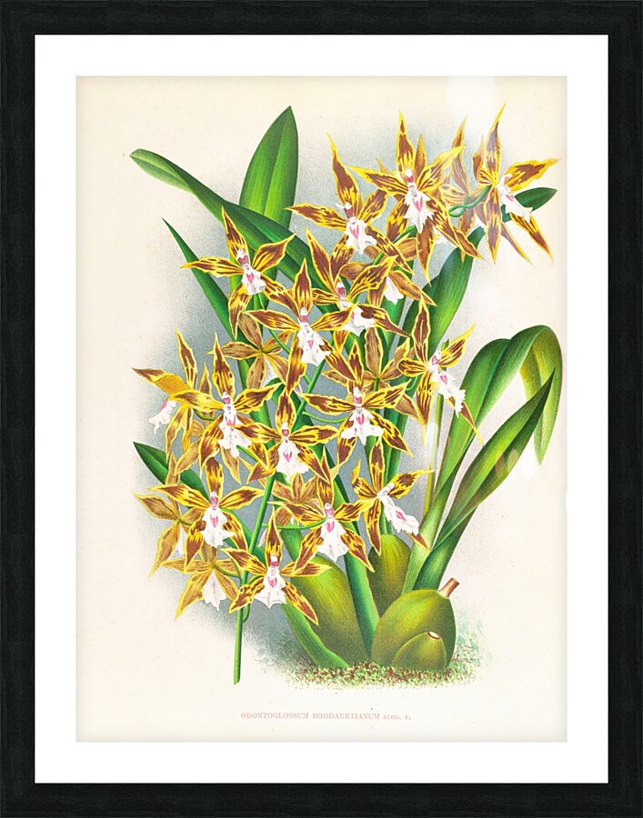 Odontoglossum boddaertianum Picture Frame print