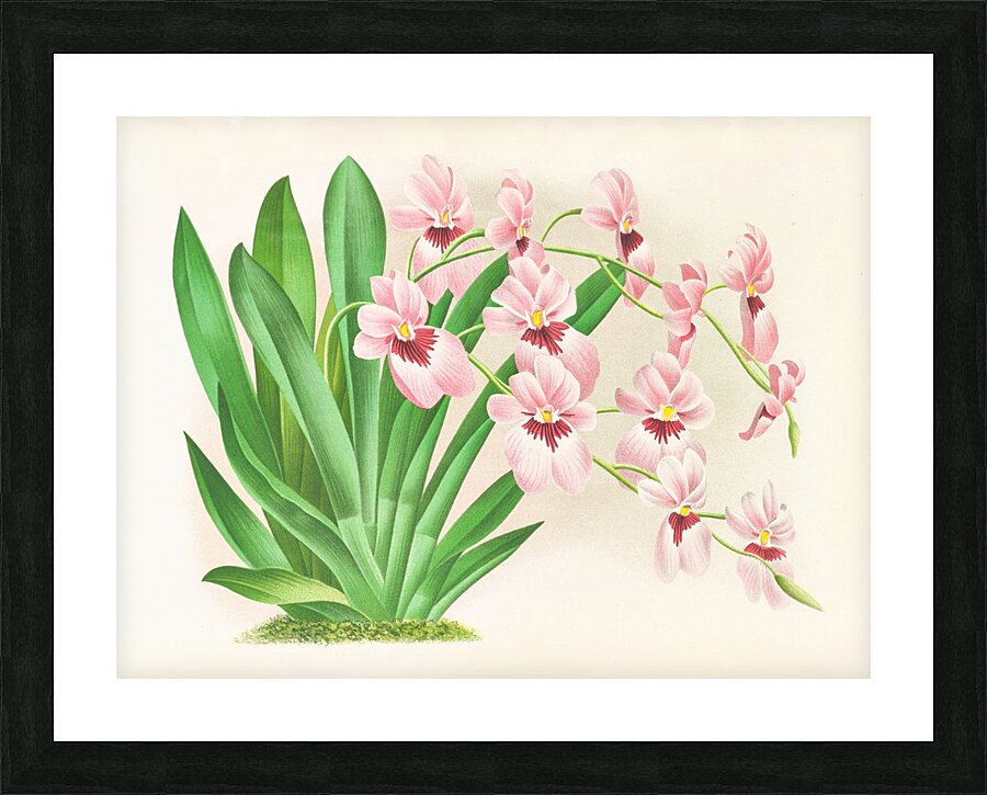 Miltonia vexillaria Picture Frame print