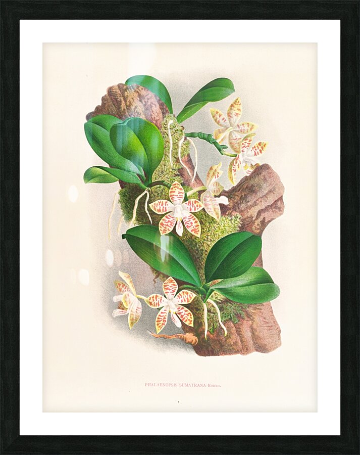 Phalaenopsis sumatrana Picture Frame print