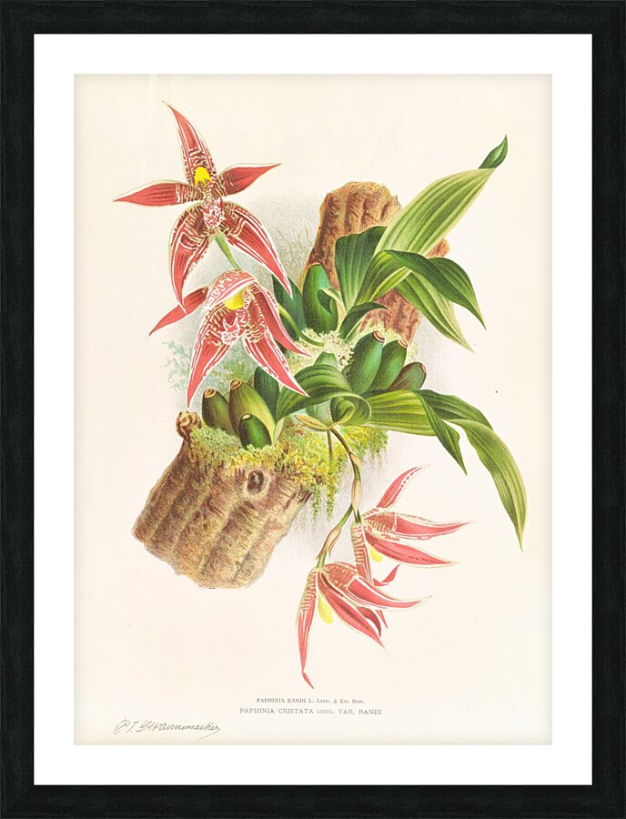 Paphinia Randi Paphinia Cristata Picture Frame print