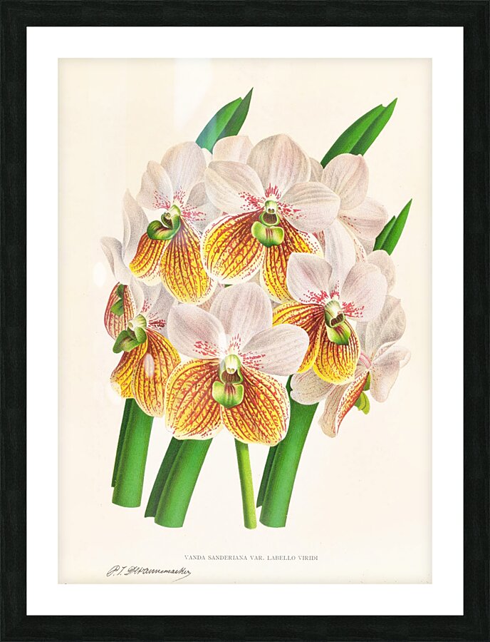 Vanda Sanderiana var Labello Viridi Picture Frame print