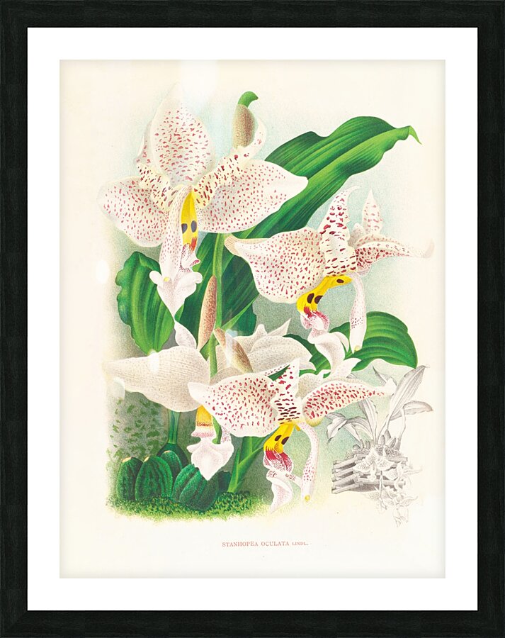 Stanhopea oculata Picture Frame print