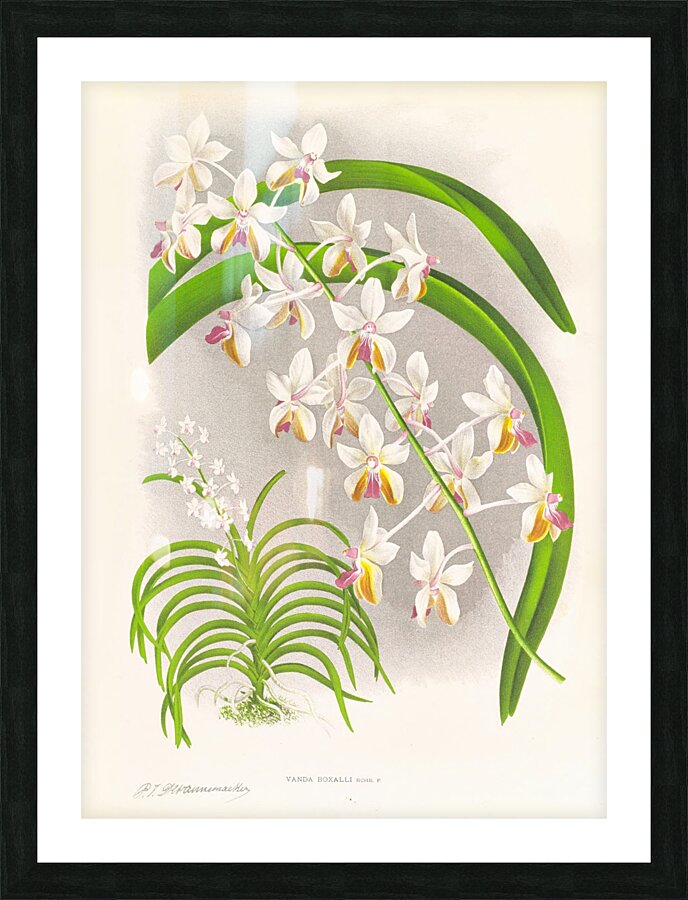 Vanda Boxalli Picture Frame print