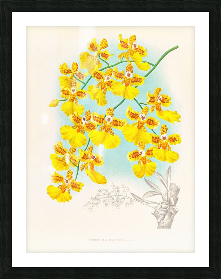 Oncidium marshallianum Picture Frame print