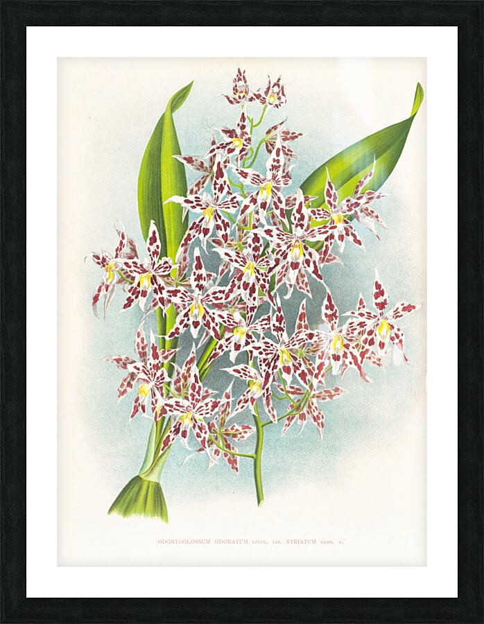Odontoglossum odoratum var striatum Picture Frame print