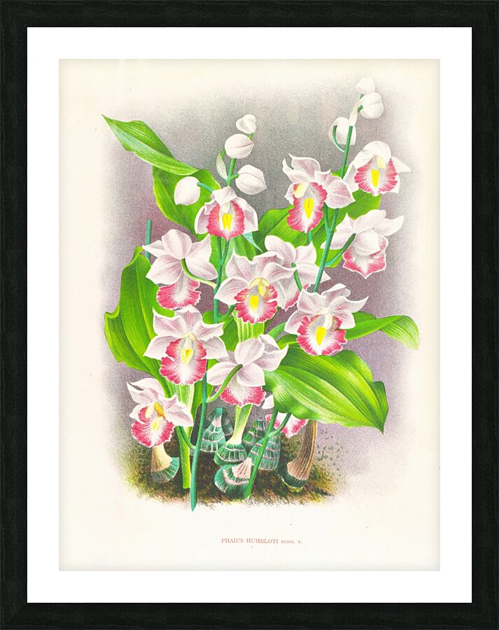 Phaius humbloti Picture Frame print