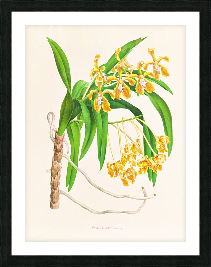 Vanda lindeni Picture Frame print