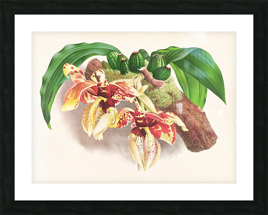 Stanhopea Tigrina Picture Frame print