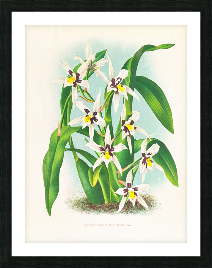Odontoglossum maxillare Picture Frame print