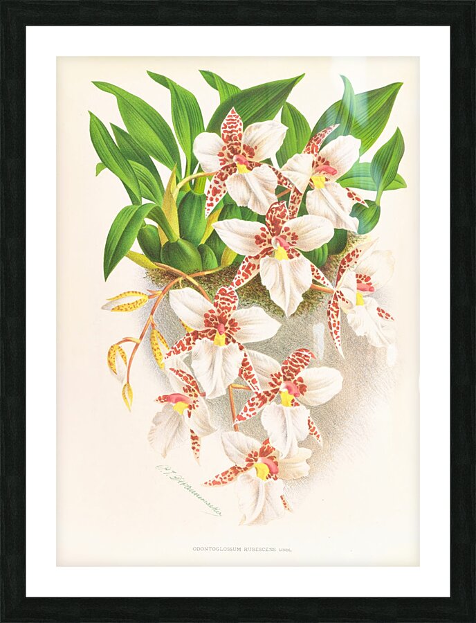 Odontoglossum rubescens Picture Frame print