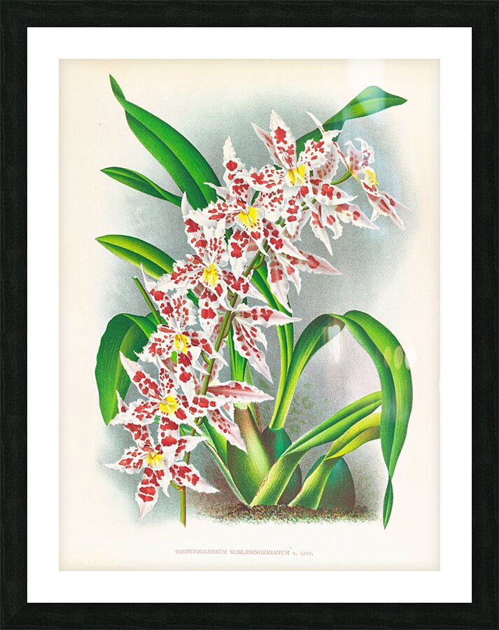 Odontoglossum schlesingerianum Picture Frame print