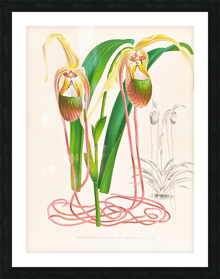 Selenipedium caudatum Picture Frame print