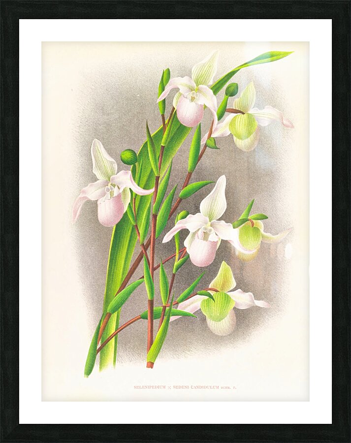 Selenipedium sedeni candidulum Picture Frame print