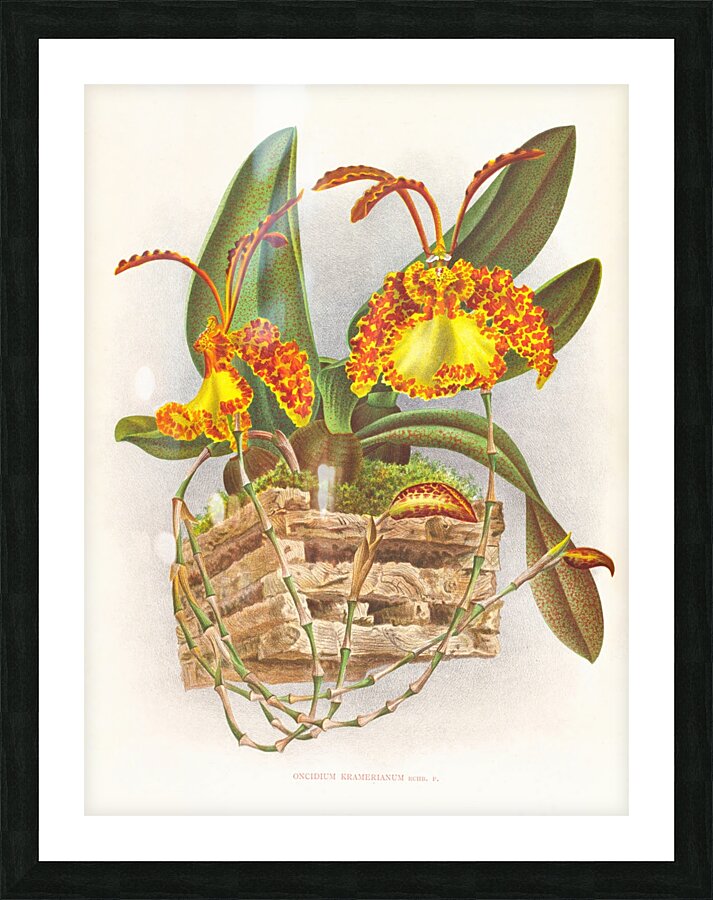 Oncidium kramerianum Impression et Cadre photo