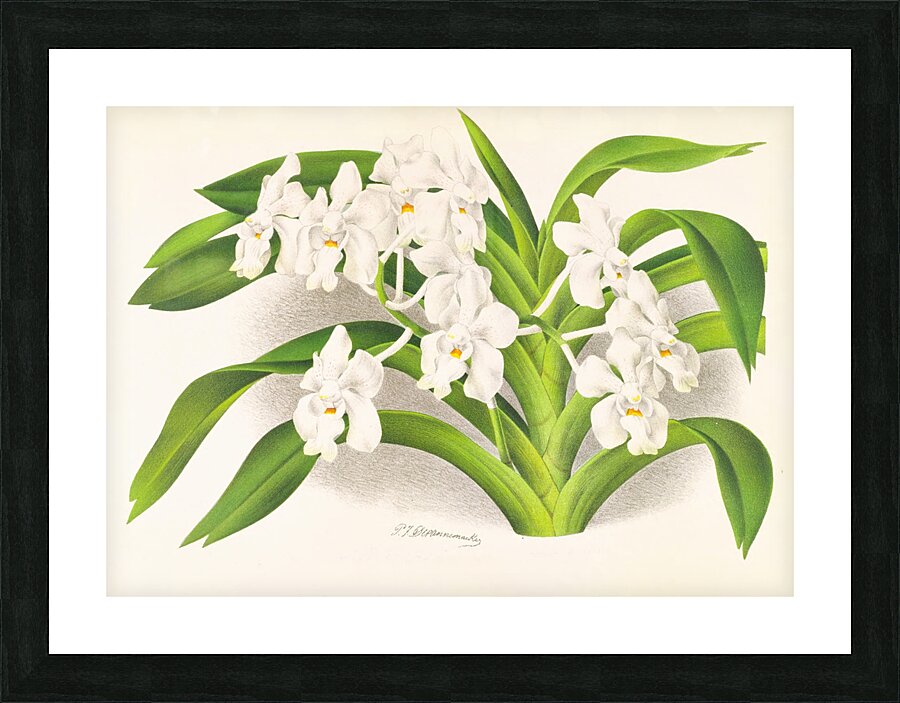 Vanda denisoniana Picture Frame print