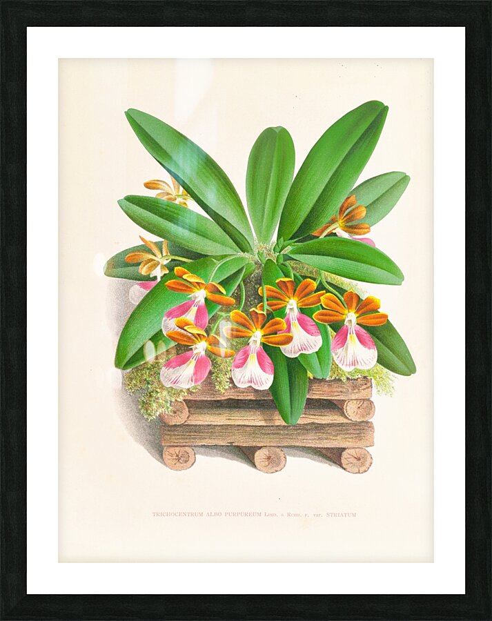 Trichocentrum albo purpureum Picture Frame print